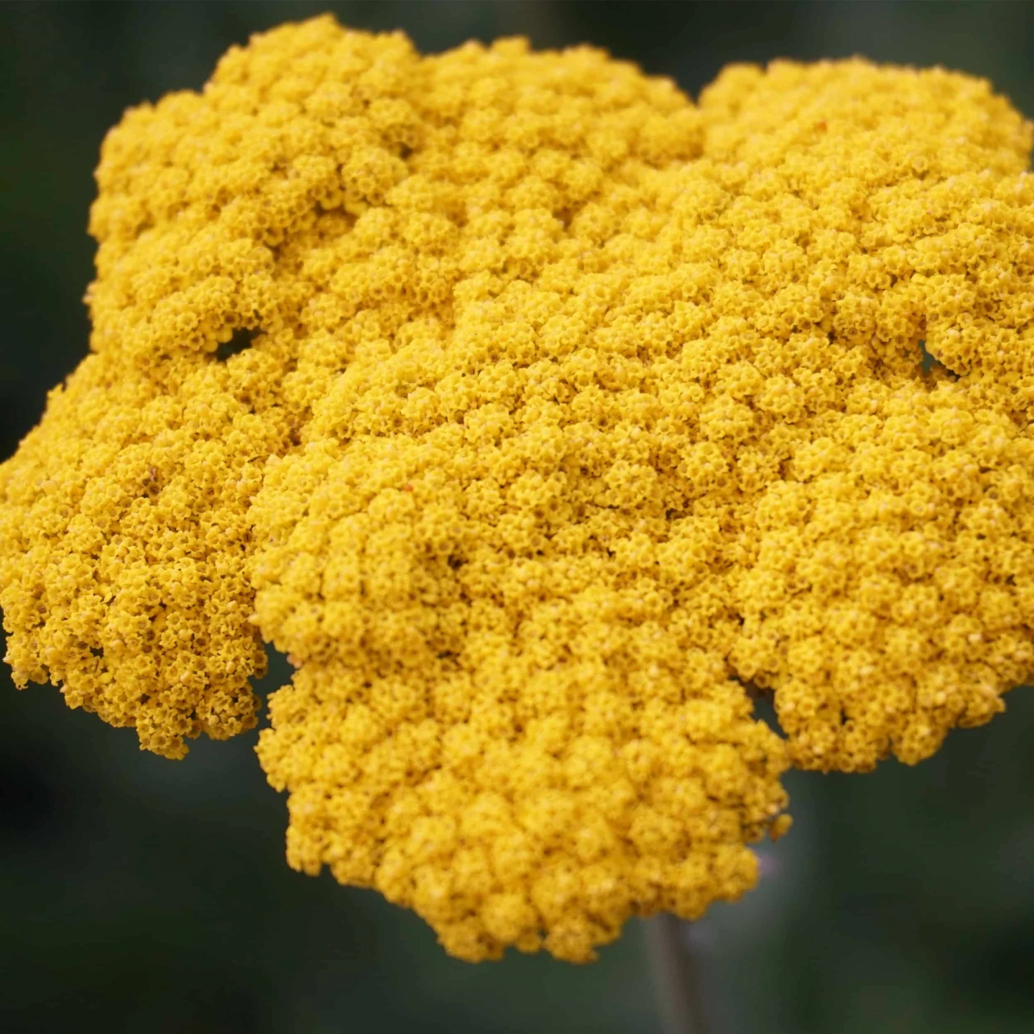 Achillea Filipendulina-Hybr. 'Coronation Gold' - Schafgarbe