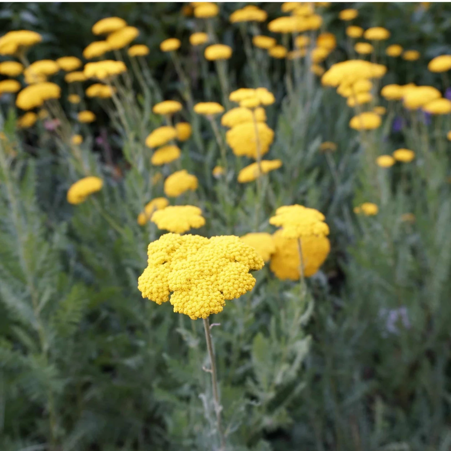 Achillea Filipendulina-Hybr. 'Coronation Gold' - Schafgarbe – Bild 2