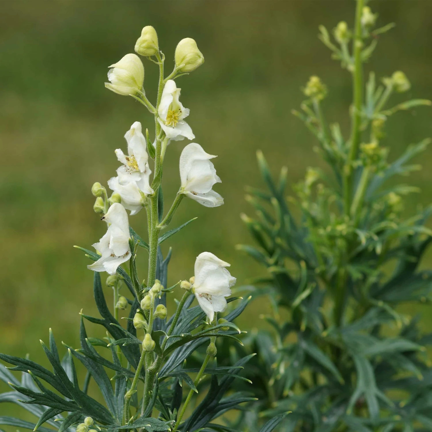 Aconitum Napellus 'Album' - Eisenhut