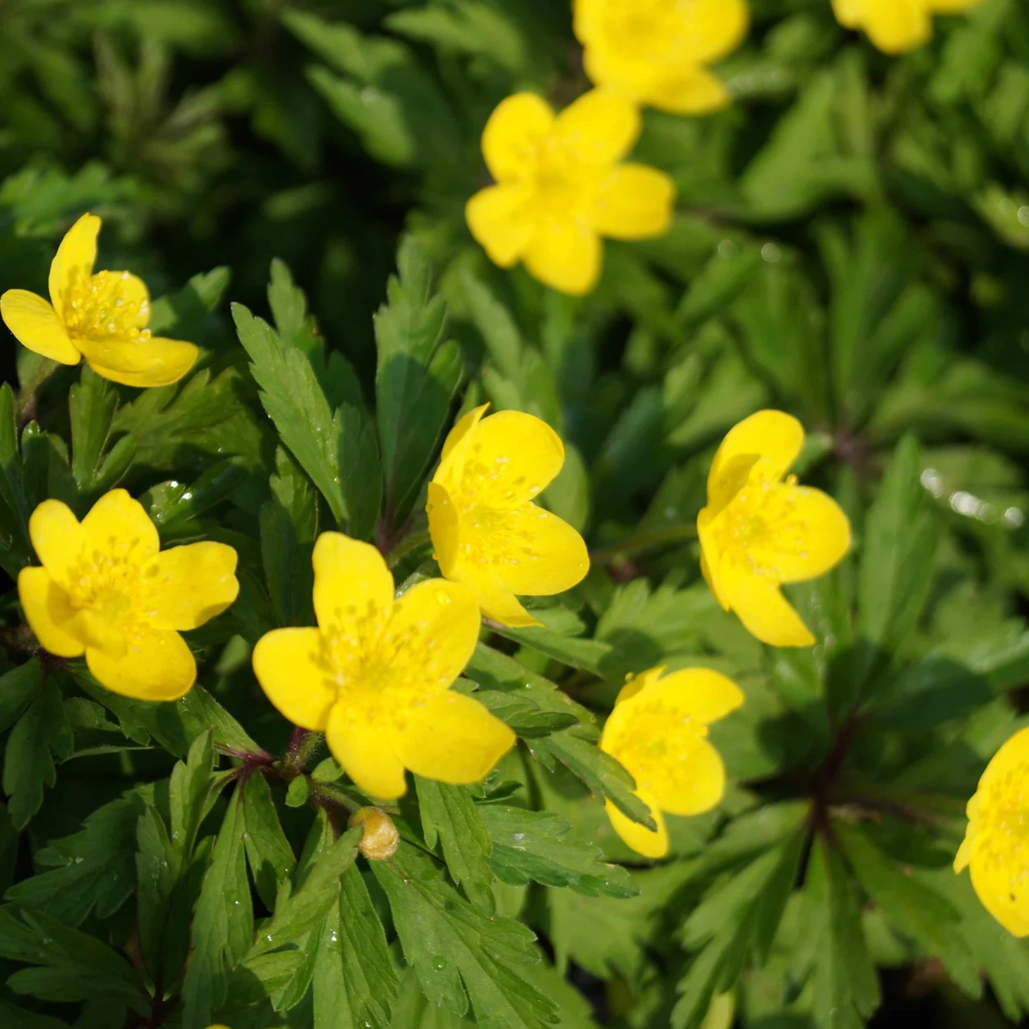 Anemone Ranunculoides - Gelbes Buschwindröschen