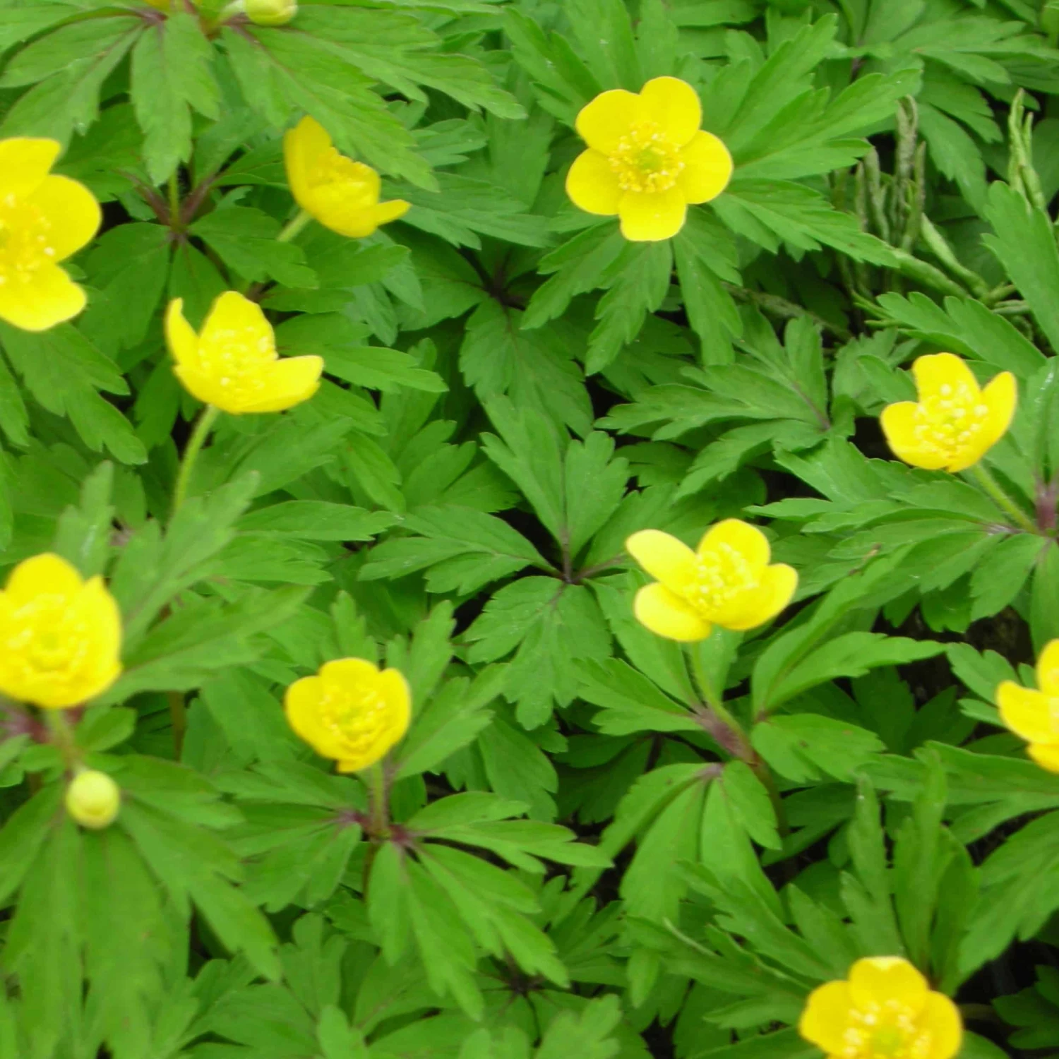 Anemone Ranunculoides - Gelbes Buschwindröschen – Bild 2