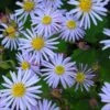 Aster Ageratoides 'Asran' - Wildaster