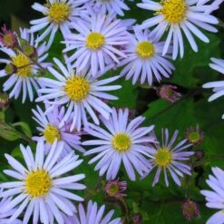 Aster Ageratoides 'Asran' - Wildaster
