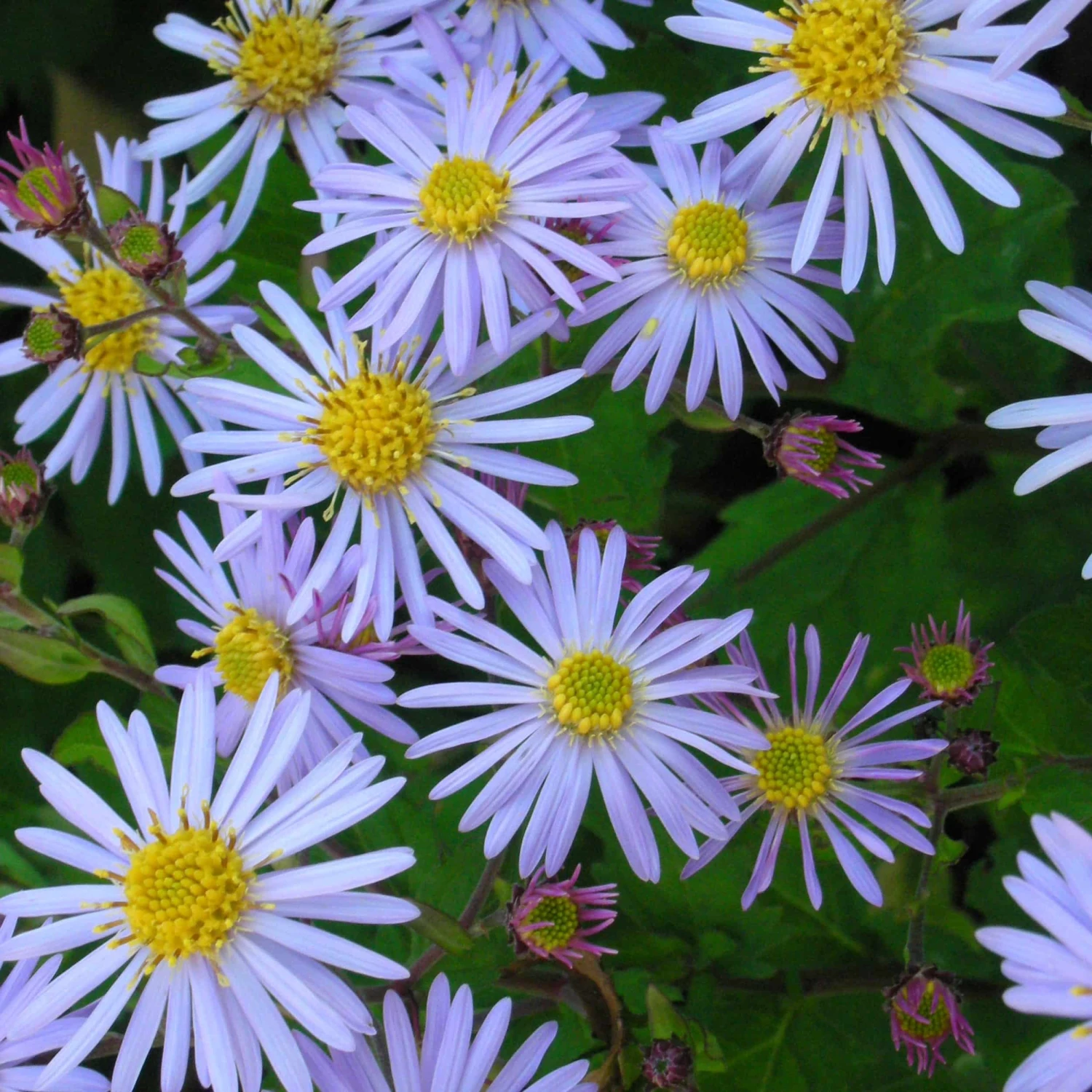 Aster Ageratoides 'Asran' - Wildaster