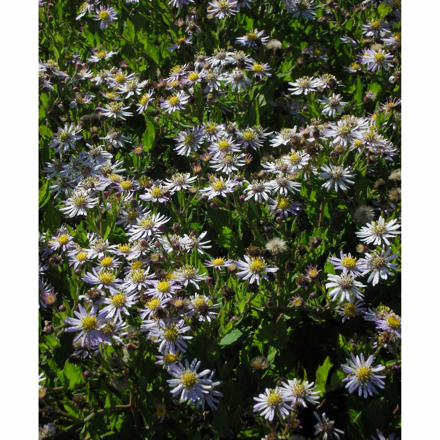 Aster Ageratoides 'Asran' - Wildaster – Bild 2