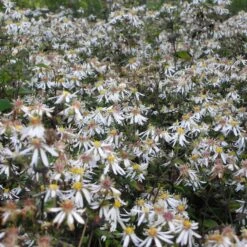 Aster Divaricatus 'Tradescant' - Herbstaster