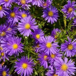 Aster Dumosus-Hybr. 'Blaue Lagune' - Kissenaster