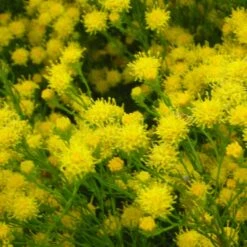 Aster Linosyris - Goldhaaraster