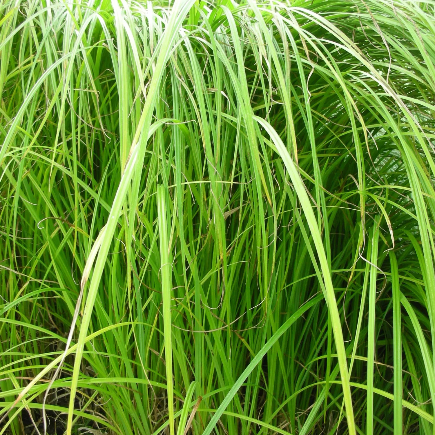 Carex Acutiformis - Scharfkantige Segge – Bild 2