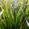 Carex Morrowii 'Variegata' - Weißrand-Japan-Segge