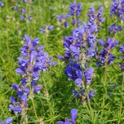 Dracocephalum Ruyschiana - Drachenkopf