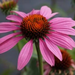 Echinacea Purpurea 'Magnus' - Roter Sonnenhut