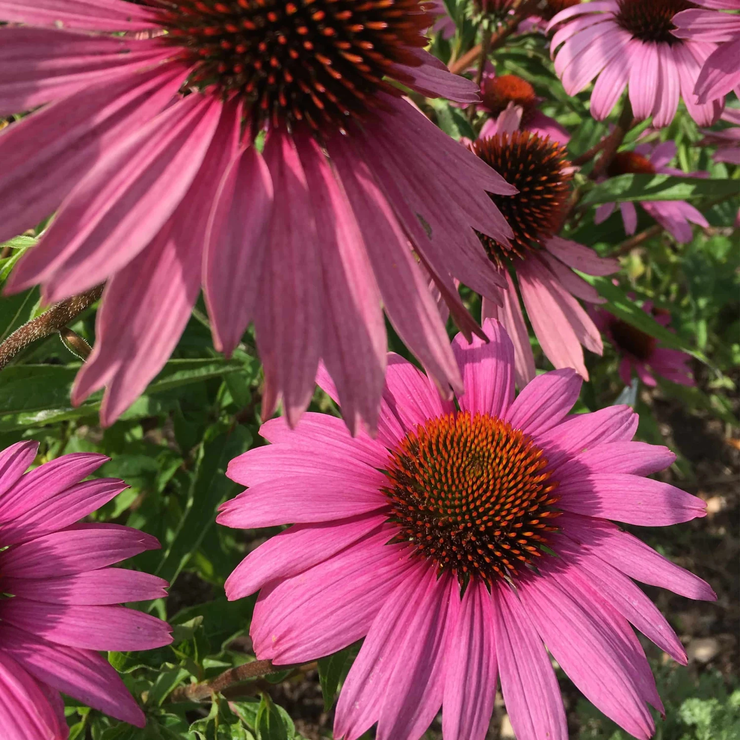 Echinacea Purpurea 'Magnus' - Roter Sonnenhut – Bild 2
