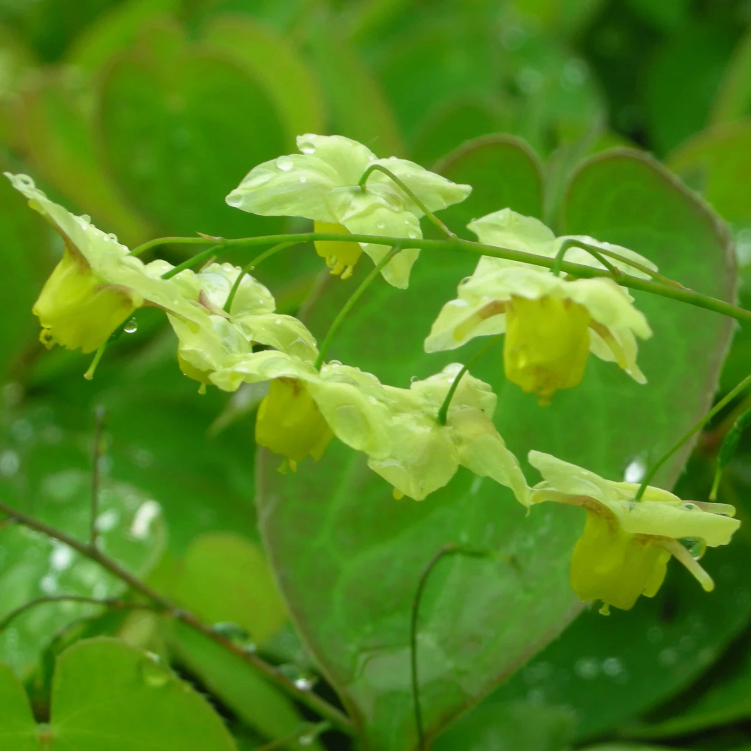 Epimedium X Versicolor 'Sulphureum' - Elfenblume – Bild 3