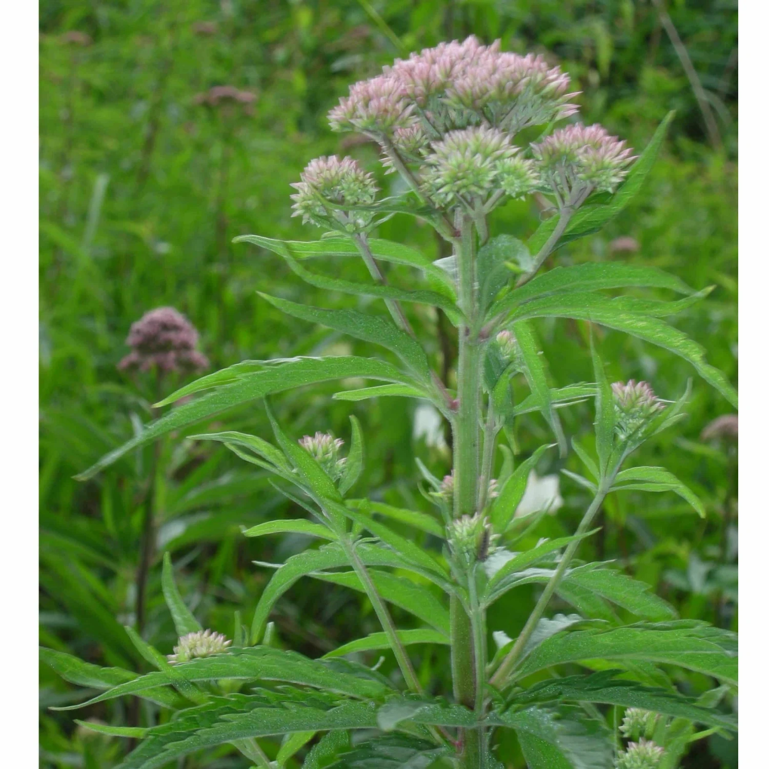 Eupatorium Cannabinum - Wasserdost – Bild 2