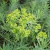 Euphorbia Seguieriana Niciciana - Steppen-Wolfsmilch