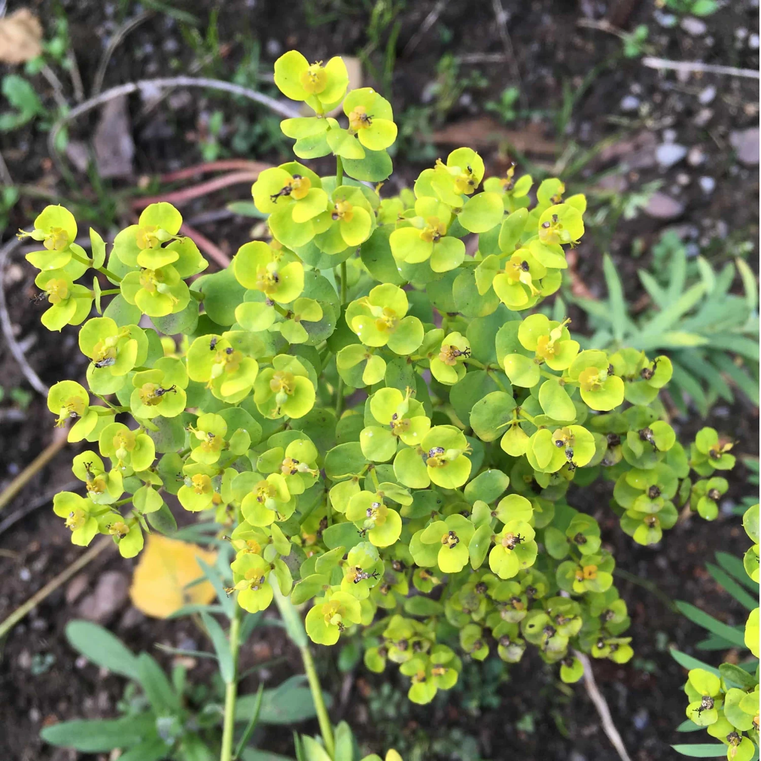 Euphorbia Seguieriana Niciciana - Steppen-Wolfsmilch – Bild 2