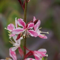 Gaura Lindheimeri 'Siskyou Pink' - Rosa Prachtkerze