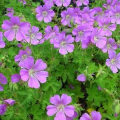 Geranium Gracile-Hybr. 'Sirak' - Storchschnabel