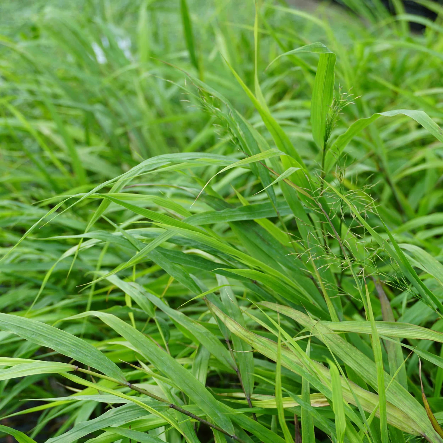 Hakonechloa Macra - Japanwaldgras