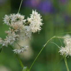 Luzula Nivea - Schneemarbel