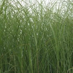 Miscanthus Sinensis 'Gracillimus' - Feinhalm-Chinaschilf