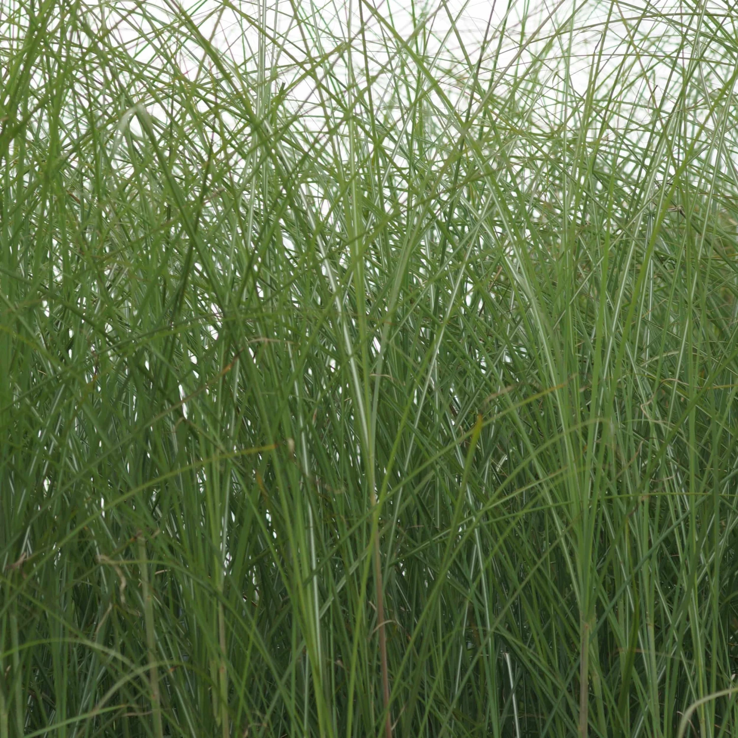 Miscanthus Sinensis 'Gracillimus' - Feinhalm-Chinaschilf