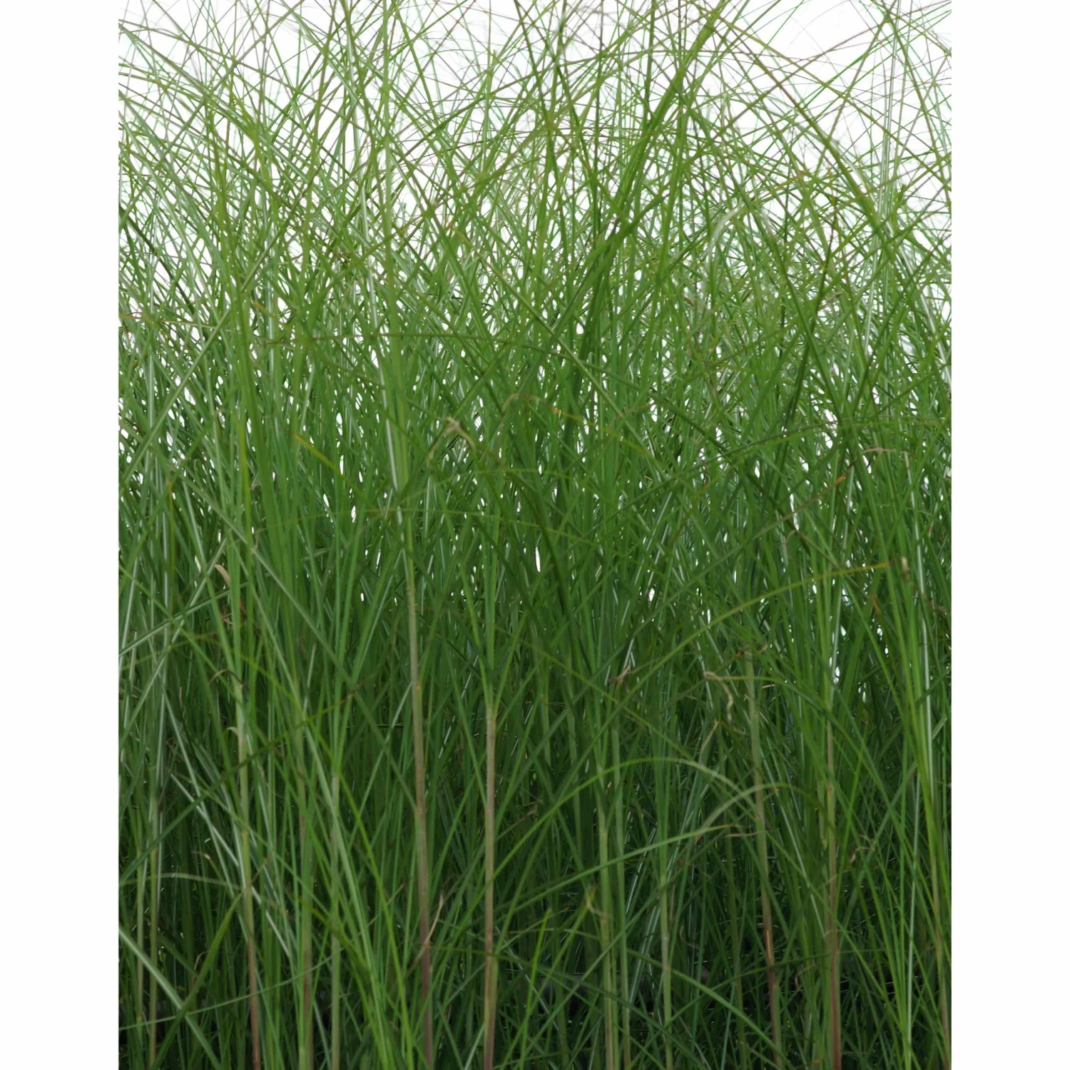Miscanthus Sinensis 'Gracillimus' - Feinhalm-Chinaschilf – Bild 2