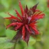 Monarda Didyma - Goldmelisse