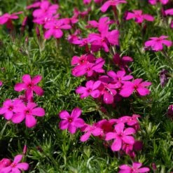 Phlox Douglasii-Hybr. 'Crackerjack' - Polster-Flammenblume