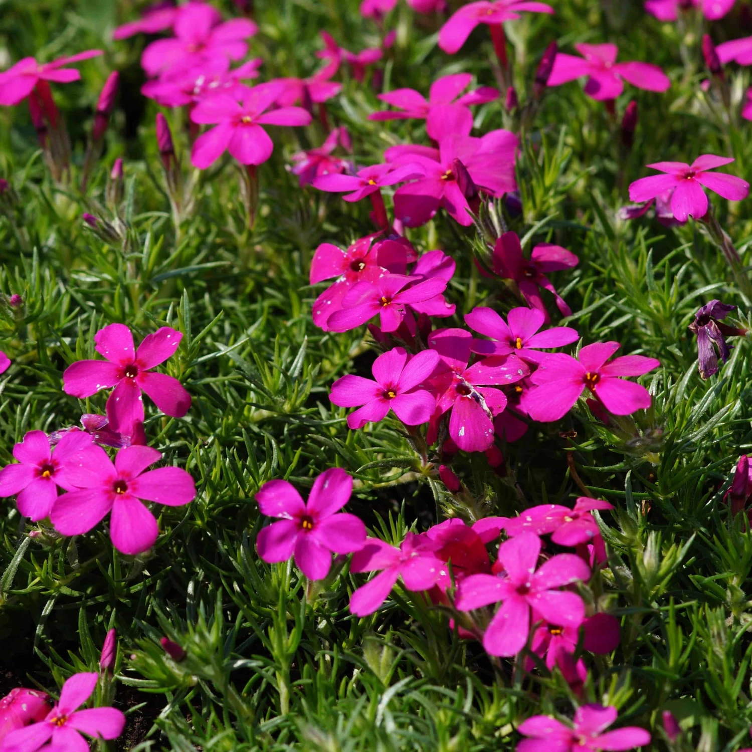 Phlox Douglasii-Hybr. 'Crackerjack' - Polster-Flammenblume
