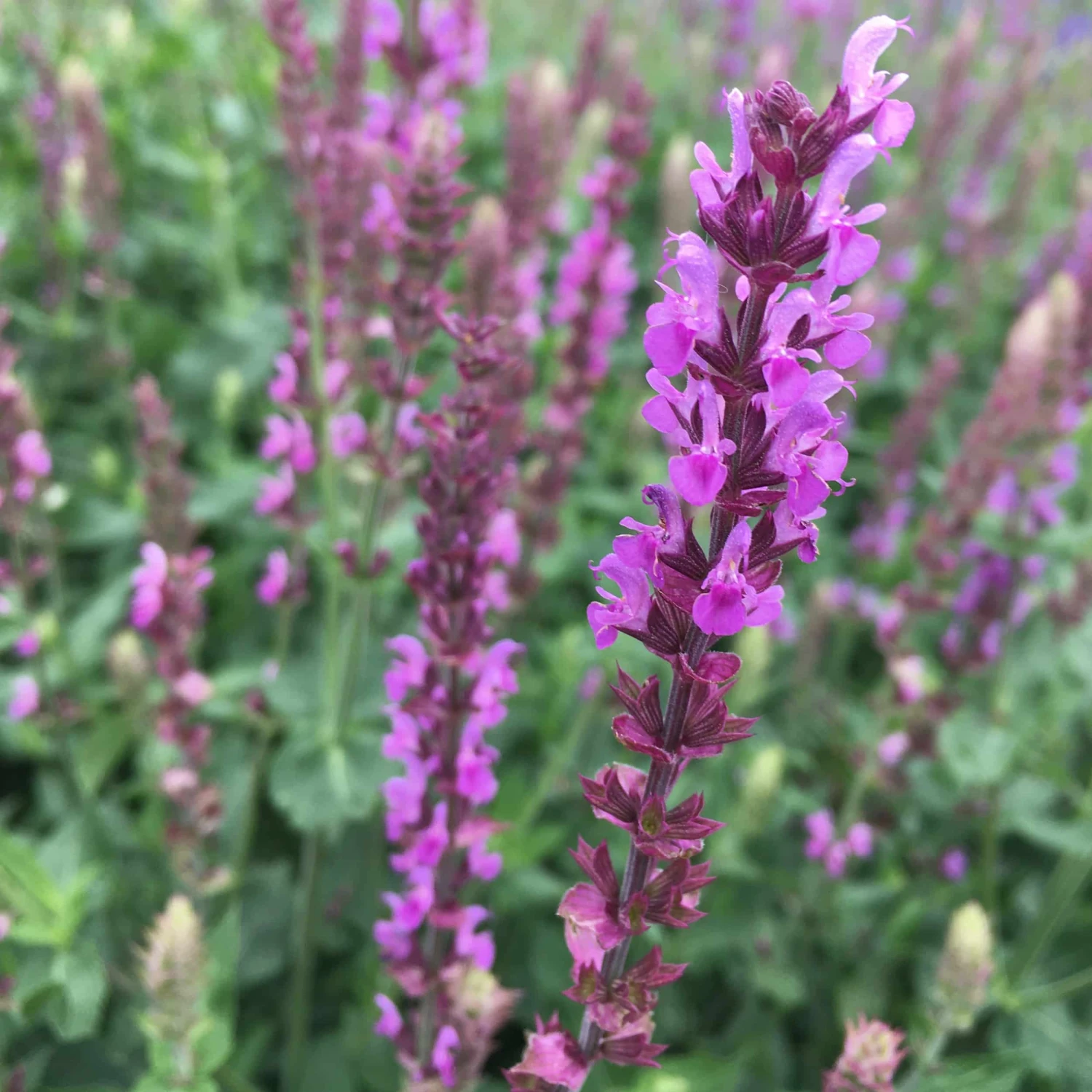 Salvia Nemorosa 'Amethyst' - Steppen-Salbei – Bild 3