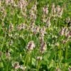 Stachys Monnieri 'Rosea' - Dichtblütiger Ziest