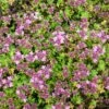 Thymus Doerfleri 'Bressingham Seedling' - Bressingham-Thymian
