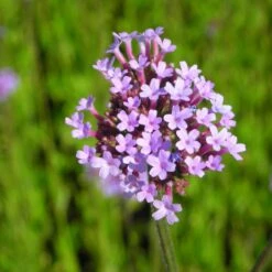 Verbena Bonariensis - Verbene