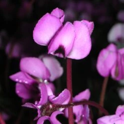 Cyclamen Coum - Frühlings-Alpenveilchen