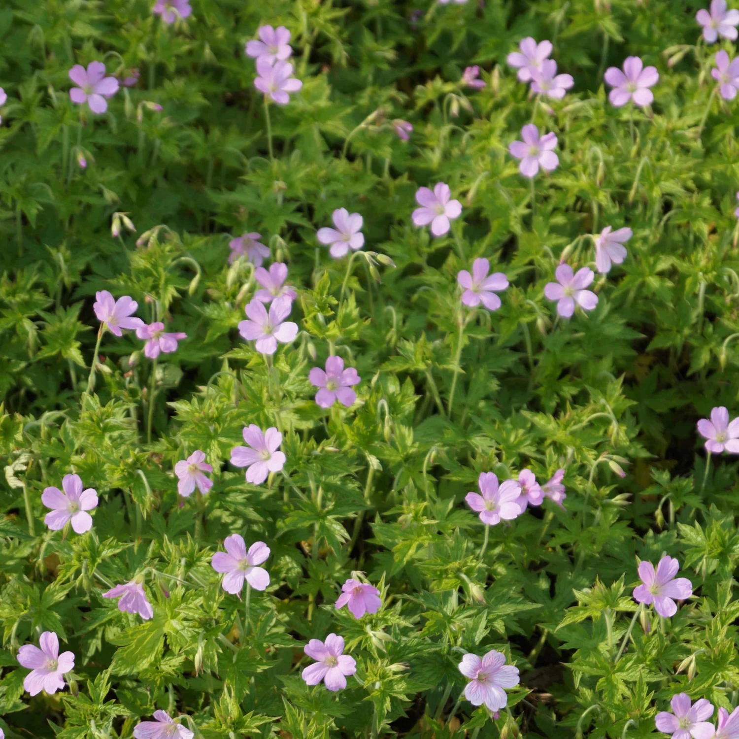 Geranium Endressii - Pyrenäen-Storchschnabel – Bild 2