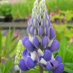 Lupinus Polyphyllus-Hybride 'Kastellan' - Lupine