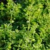 Origanum Vulgare Ssp. Hirtum - Pizza-Oregano