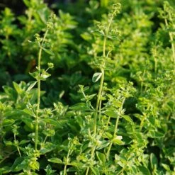 Origanum Vulgare Ssp. Hirtum - Pizza-Oregano