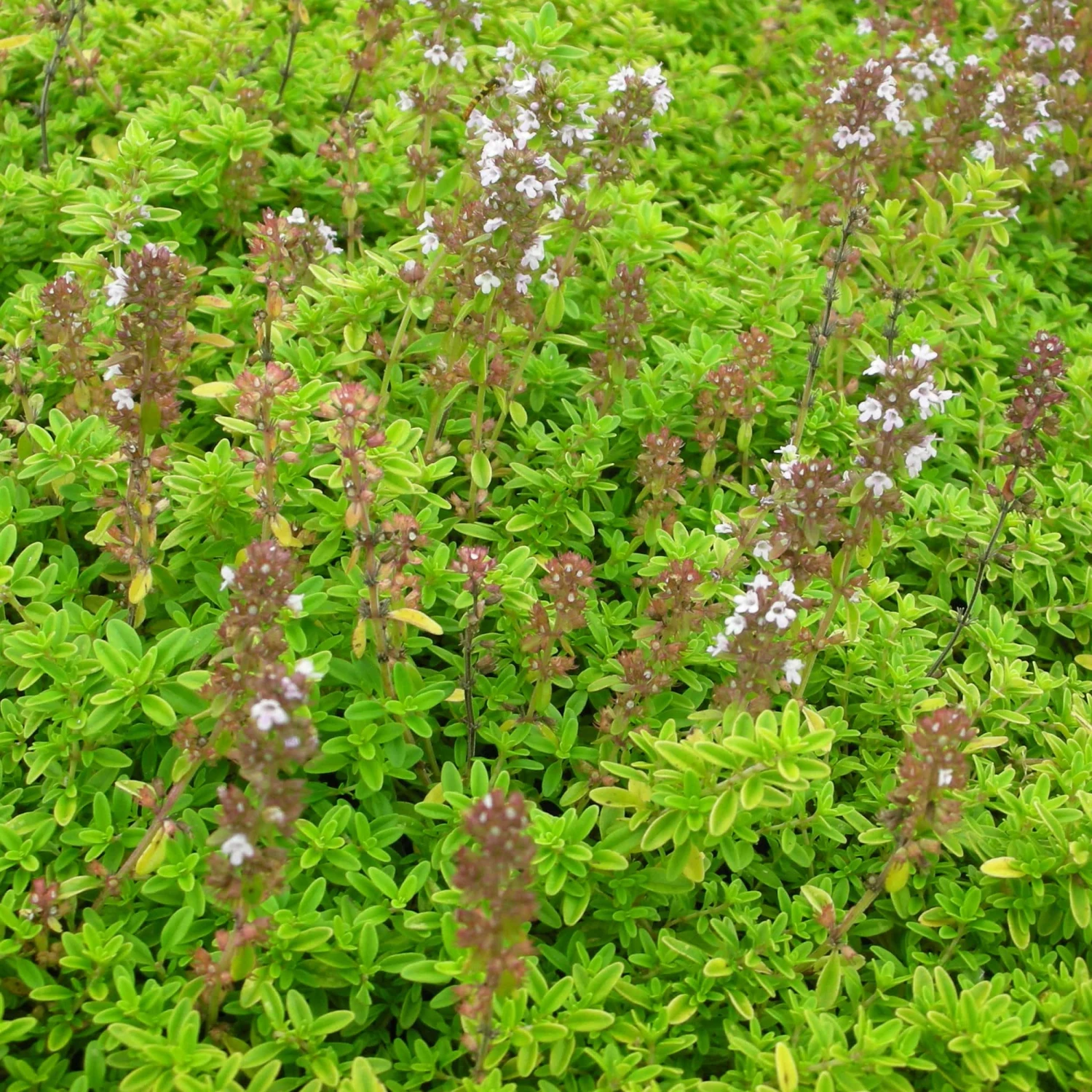 Thymus X Citriodorus 'Golden Dwarf' - Garten-Zitronenthymian – Bild 2