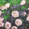 Physocarpus Opulifolius 'Diabolo' (Virginia-Blasenspiere)
