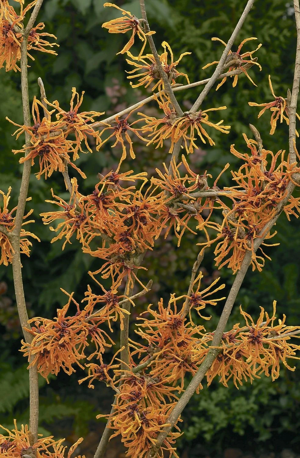 Hamamelis Intermedia 'Aphrodite' (Großblütige Zaubernuss) – Bild 2