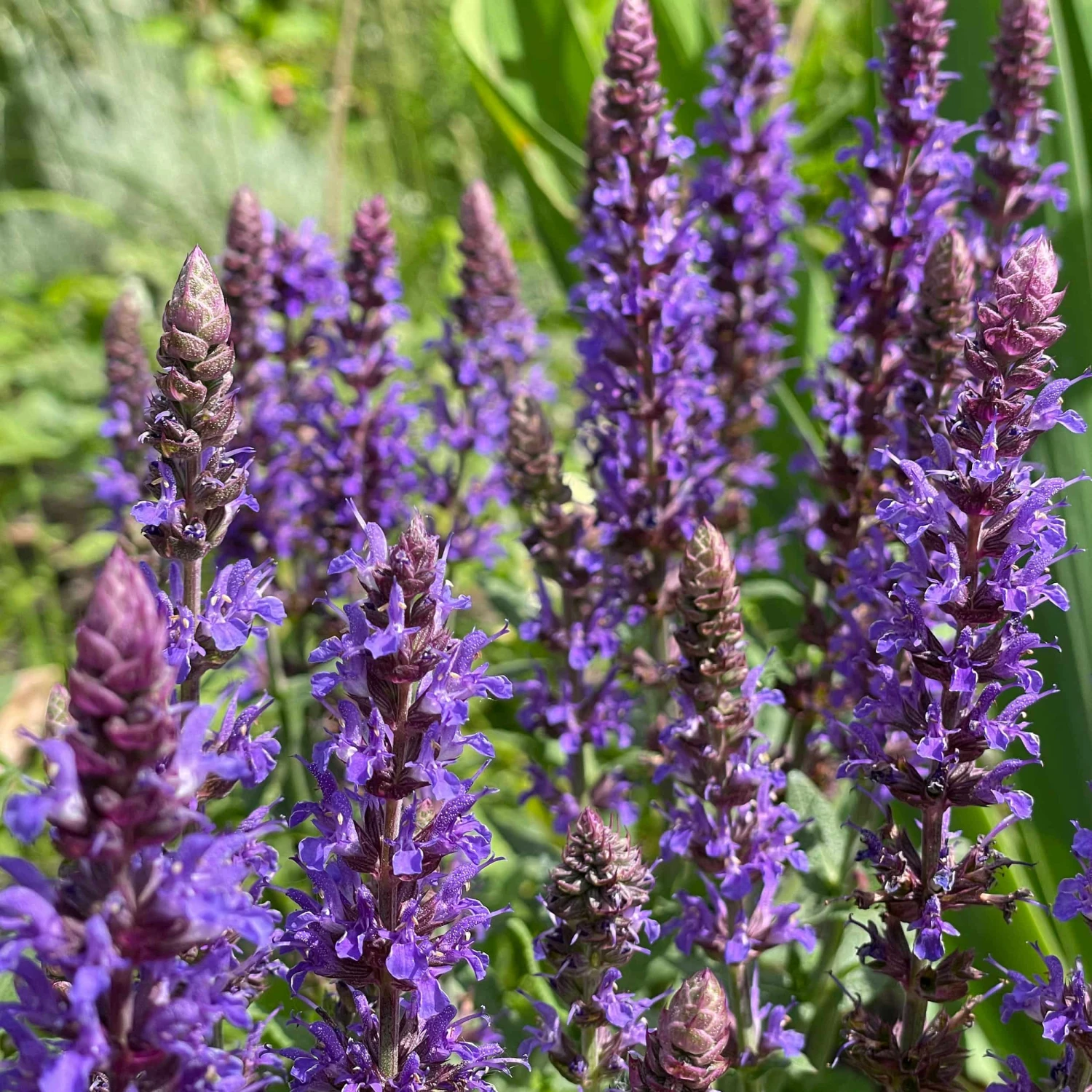 Salvia Nemorosa 'Ostfriesland' - Steppen-Salbei – Bild 2