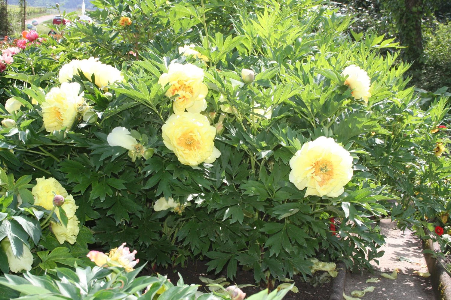 Paeonia Itoh-Hybride 'Bartzella' (Intersektionelle Pfingstrose) – Bild 3