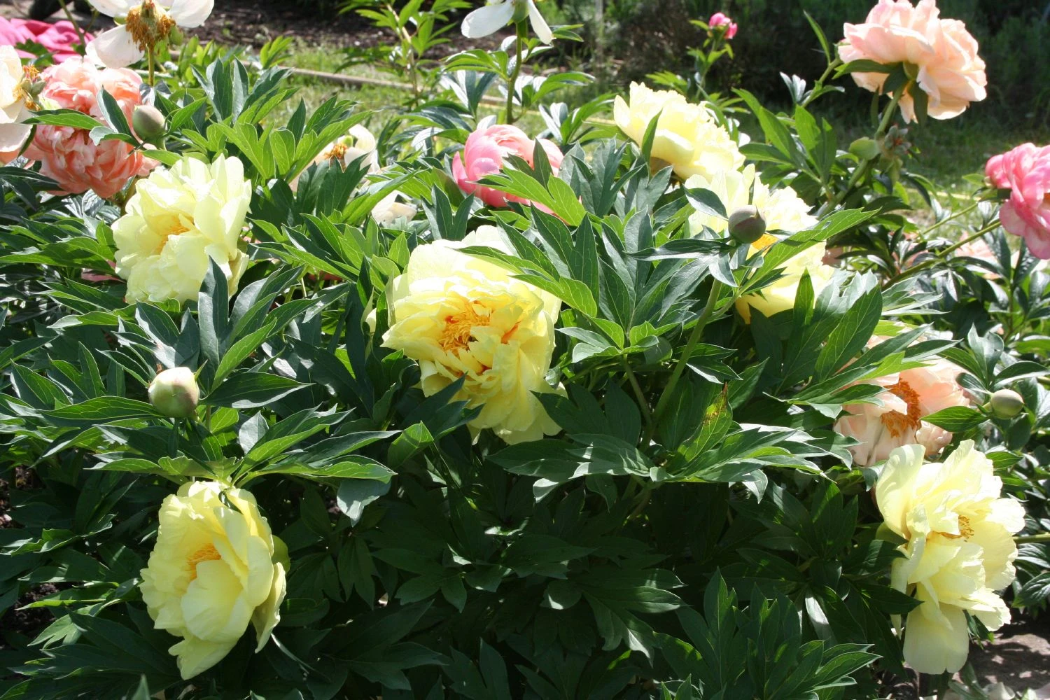 Paeonia Itoh-Hybride 'Bartzella' (Intersektionelle Pfingstrose) – Bild 5