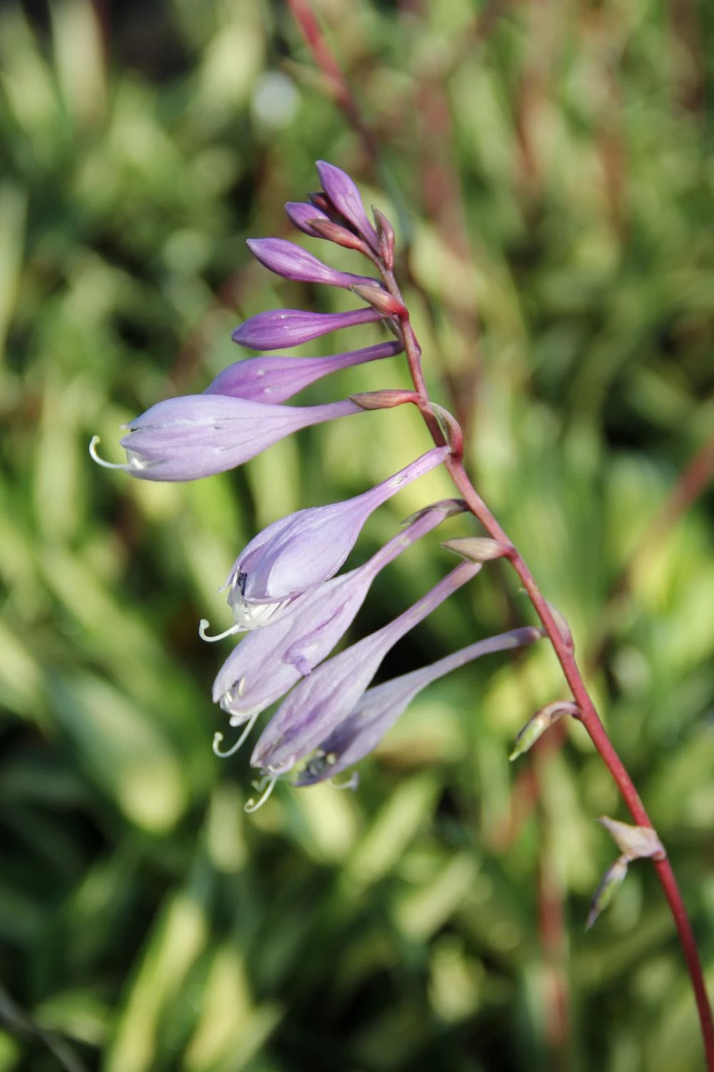 Hosta 'Cherry Berry' (Funkie | Herzblattlilie) – Bild 2
