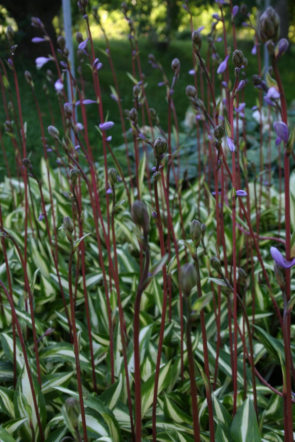 Hosta 'Cherry Berry' (Funkie | Herzblattlilie) – Bild 3