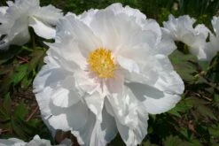 Paeonia Suffruticosa 'Renkaku' (Strauchpfingstrose 'Kranichschar')