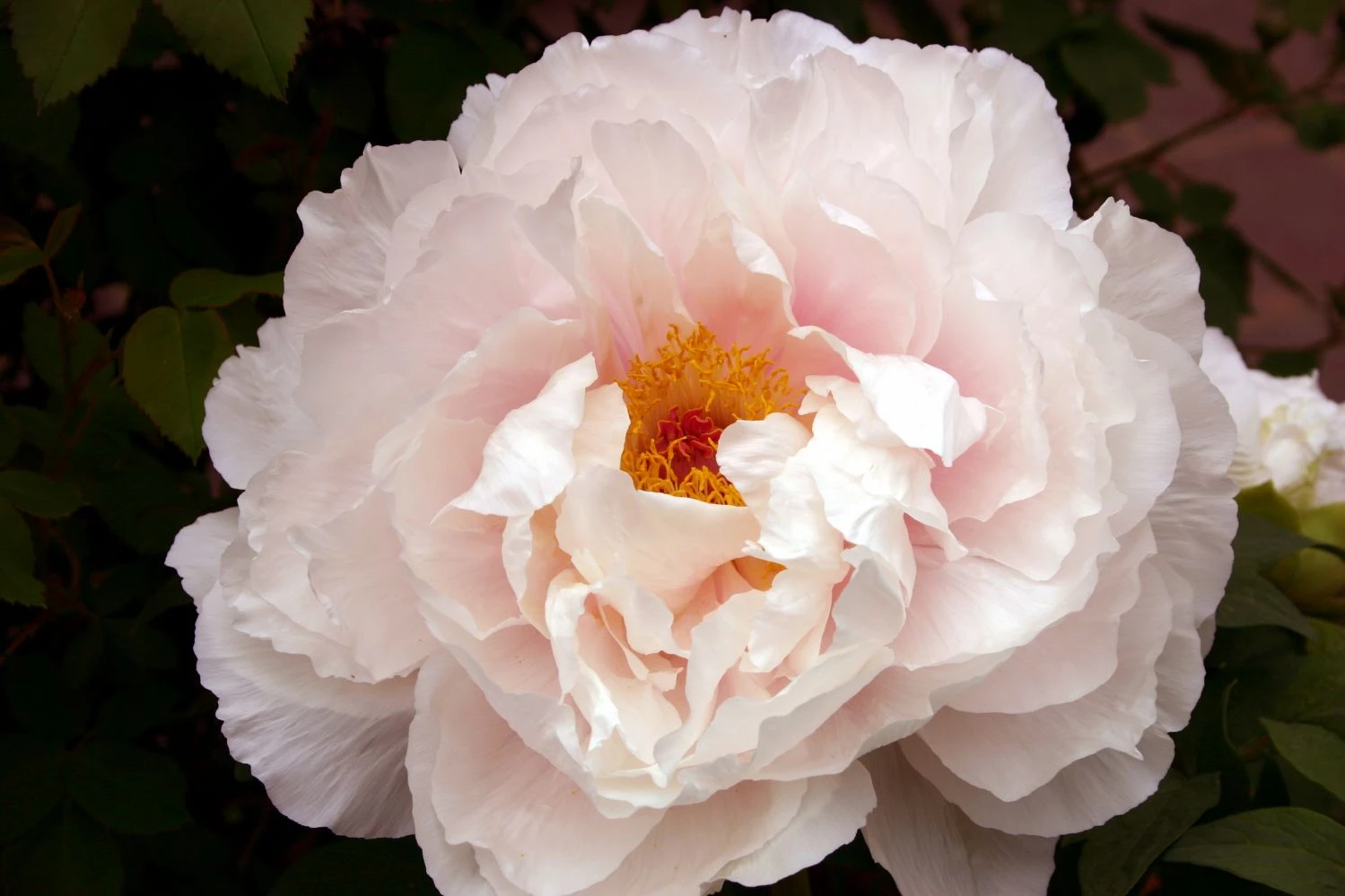 Paeonia Suffruticosa 'Teni' (Strauchpfingstrose)